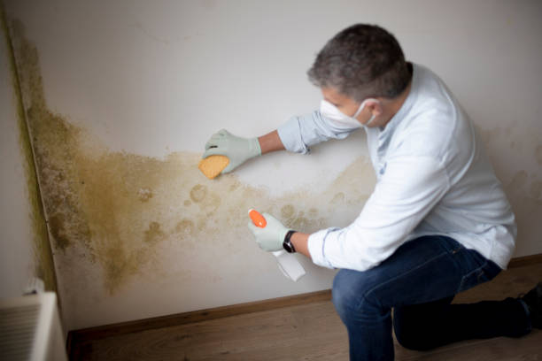 Best Forensic Mold Investigation  in Nesconset, NY
